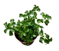 2" Pilea Baby Tears